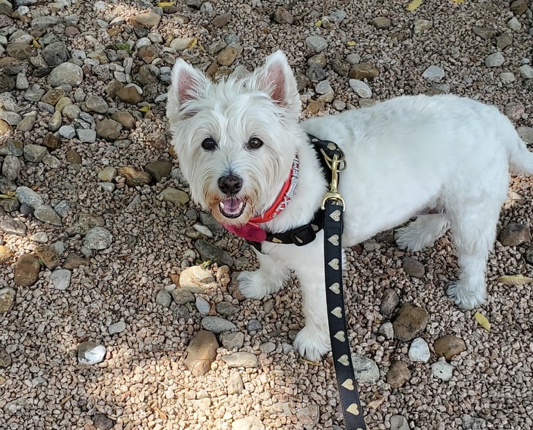 White West Highland Terrier on gravel wearing pink collar and black leash with studs