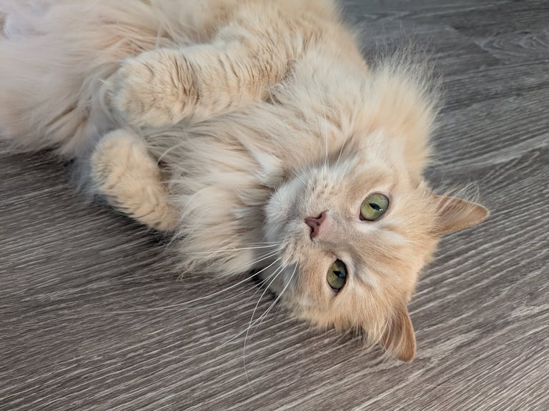 Fluffy cream-colored cat with green eyes lying on wooden floor, looking up at camera