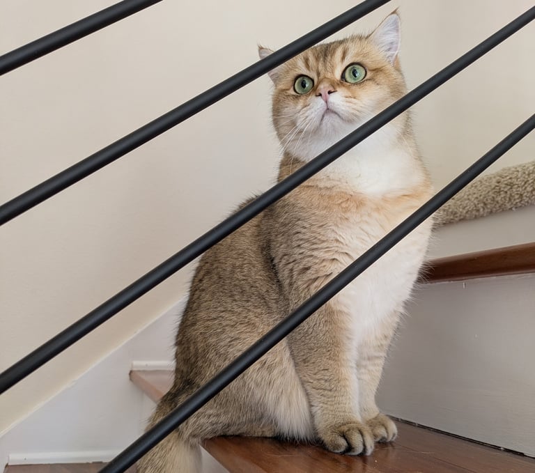Orange and white tabby cat sitting on stairs with black railings, looking up with wide eyes