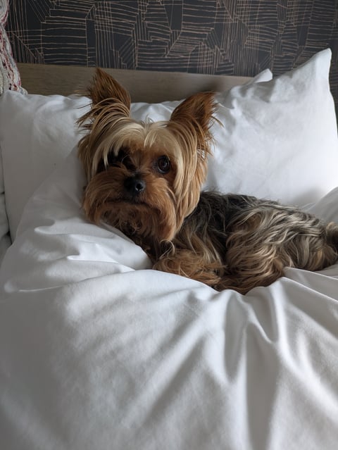 Small brown dog with long hair resting on white pillows and bedding, looking at camera