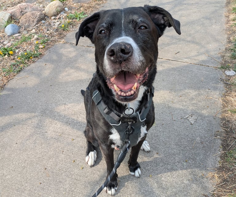 Happy black and white dog with open mouth wearing a harness on a sidewalk