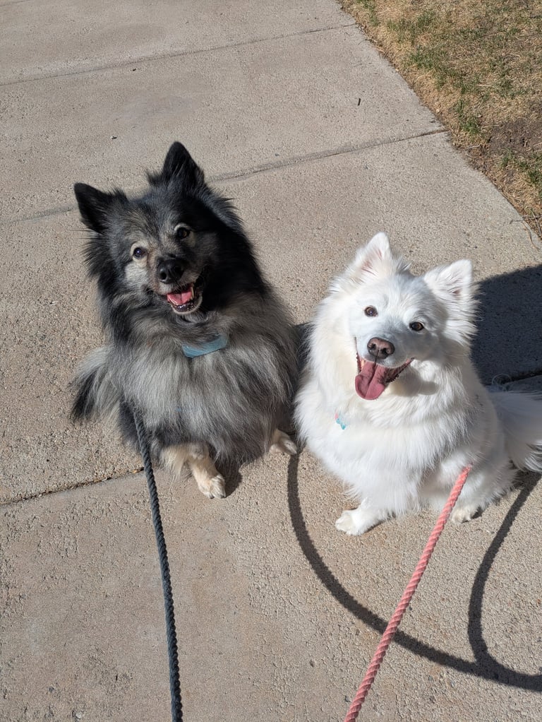 Two fluffy dogs sitting on a sidewalk. One is gray and black, the other is white. Both are on leashes and appear happy.
