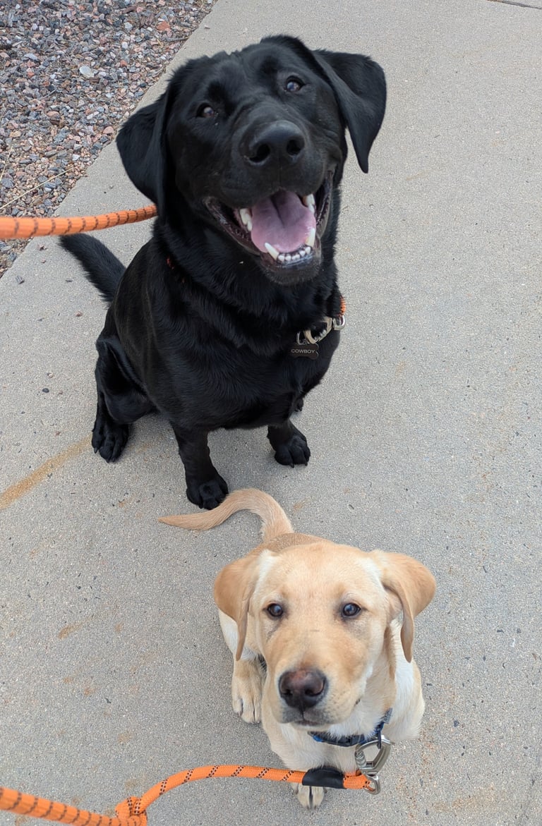 Two Labrador retrievers on orange leashes on pavement, black dog looking up with open mouth and cream-colored dog looking directly at camera