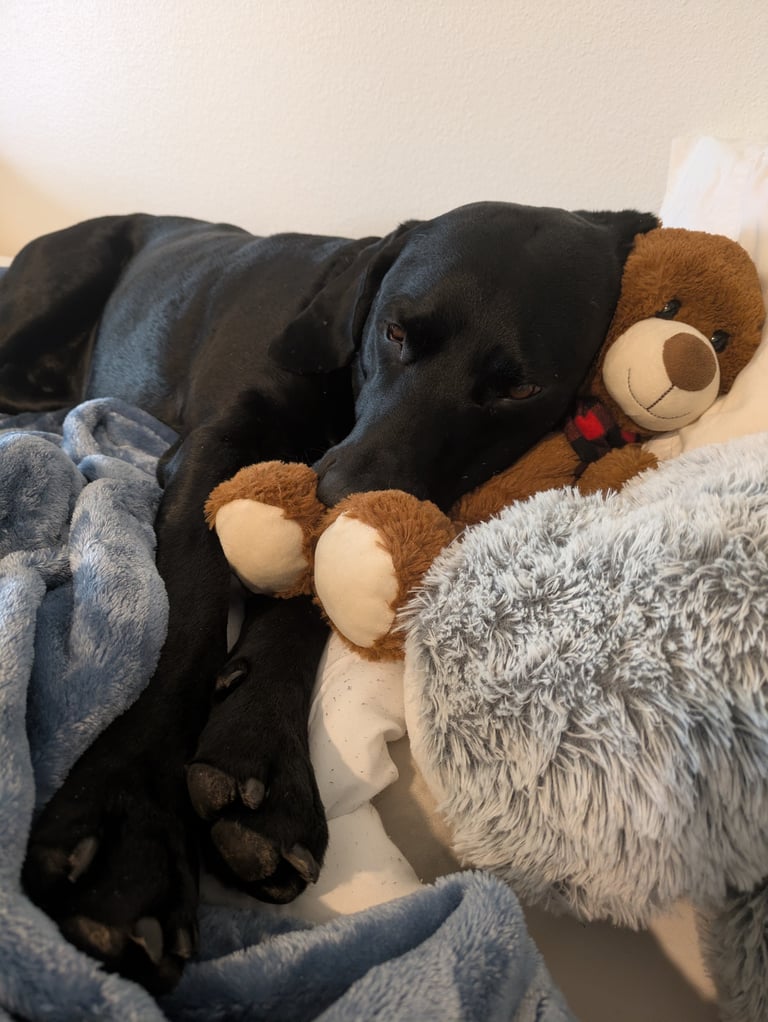 Black dog sleeping on gray bedding next to a brown teddy bear with red collar