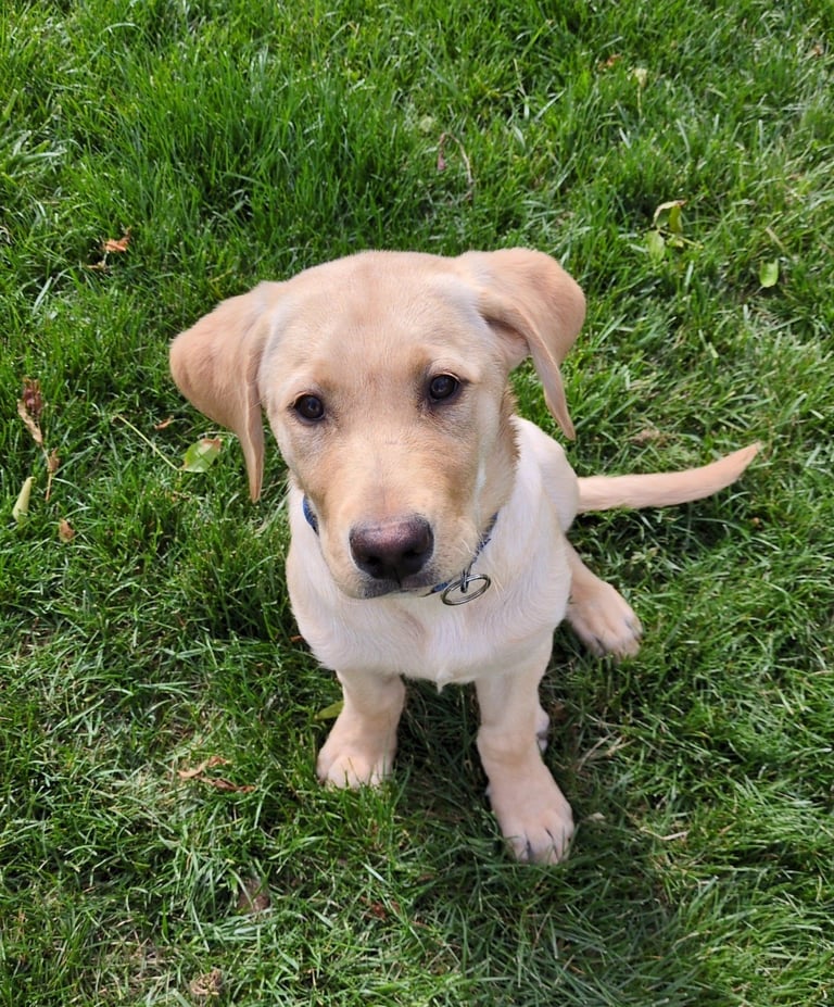 Yellow Labrador Retriever sitting on green grass, looking up at camera with white bandana around neck
